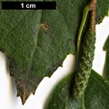 SpeciesSub: var. parvifolia